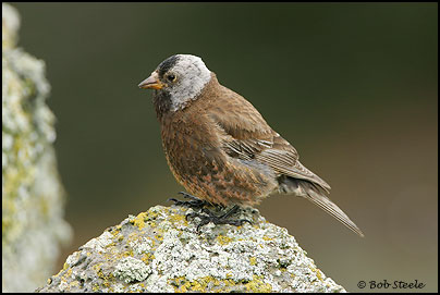 Gray-crowned Rosy-Finch (Leucosticte tephrocotis)