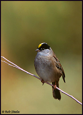 Golden-crowned Sparrow