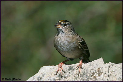 Golden-crowned Sparrow (Zonotrichia atricapilla)