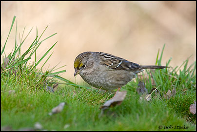 Golden-crowned Sparrow (Zonotrichia atricapilla)