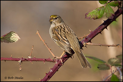 Golden-crowned Sparrow (Zonotrichia atricapilla)