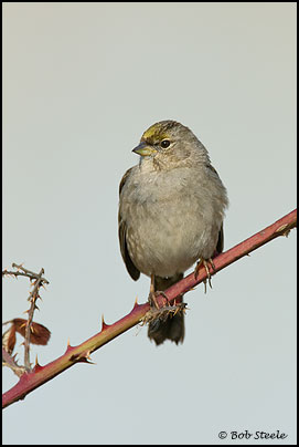 Golden-crowned Sparrow (Zonotrichia atricapilla)