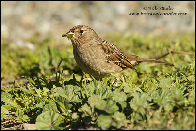 Golden-crowned Sparrow (Zonotrichia atricapilla)