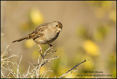 Golden-crowned Sparrow (Zonotrichia atricapilla)