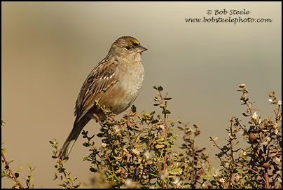Golden-crowned Sparrow (Zonotrichia atricapilla)