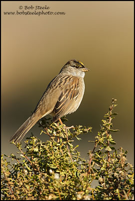Golden-crowned Sparrow (Zonotrichia atricapilla)