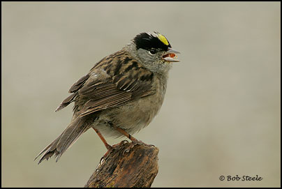 Golden-crowned Sparrow (Zonotrichia atricapilla)