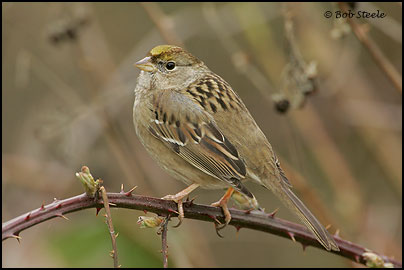 Golden-crowned Sparrow (Zonotrichia atricapilla)