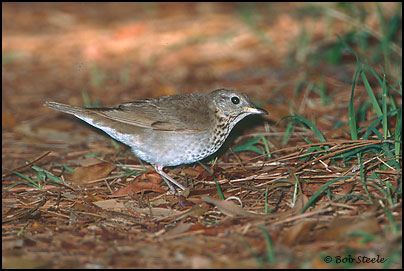 Gray-cheeked Thrush (Catharus minimus)