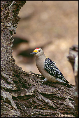 Golden-fronted Woodpecker (Melanerpes aurifrons)