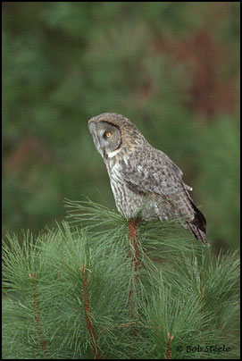 Great Gray Owl (Strix nebulosa)