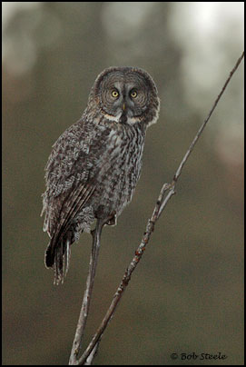 Great Gray Owl (Strix nebulosa)