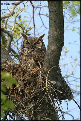 Great Horned Owl (Bubo virginianus)