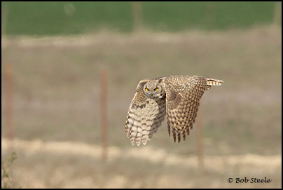 Great Horned Owl (Bubo virginianus)