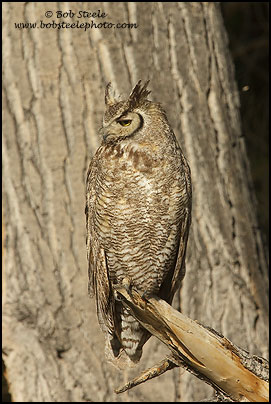 Great Horned Owl (Bubo virginianus)