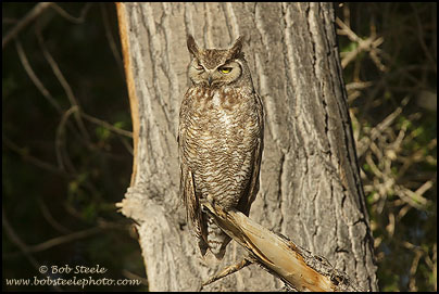 Great Horned Owl (Bubo virginianus)