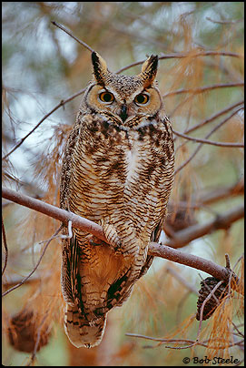 Great Horned Owl (Bubo virginianus)