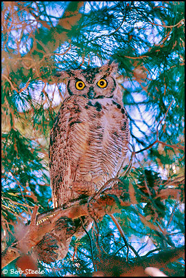 Great Horned Owl (Bubo virginianus)