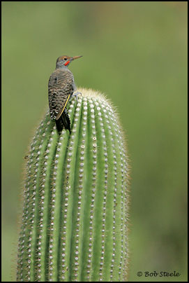 Gilded Flicker (Colaptes chrysoides)
