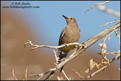 Gila Woodpecker (Melanerpes uropygialis)