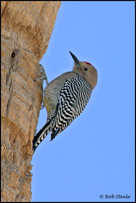 Gila Woodpecker (Melanerpes uropygialis)