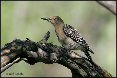 Gila Woodpecker (Melanerpes uropygialis)