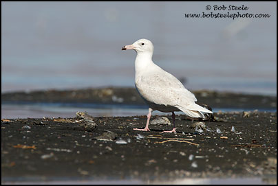 Glaucous Gull (Larus hyperboreus)
