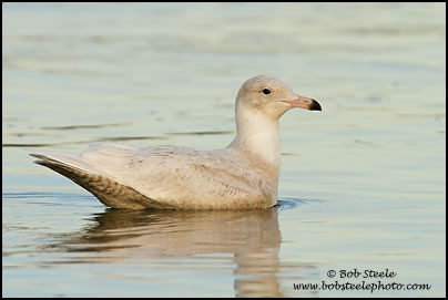 Glaucous Gull (Larus hyperboreus)