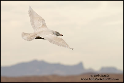 Glaucous Gull (Larus hyperboreus)