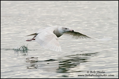 Glaucous Gull (Larus hyperboreus)