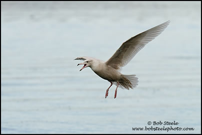 Glaucous Gull (Larus hyperboreus)