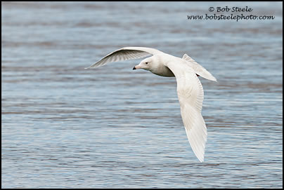Glaucous Gull (Larus hyperboreus)