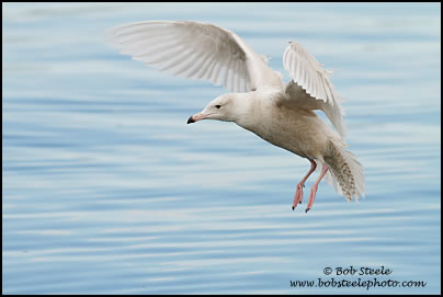 Glaucous Gull (Larus hyperboreus)