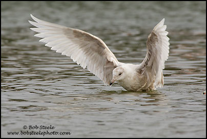 Glaucous Gull (Larus hyperboreus)