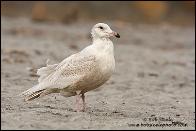 Glaucous Gull (Larus hyperboreus)
