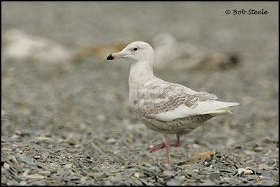 Glaucous Gull (Larus hyperboreus)