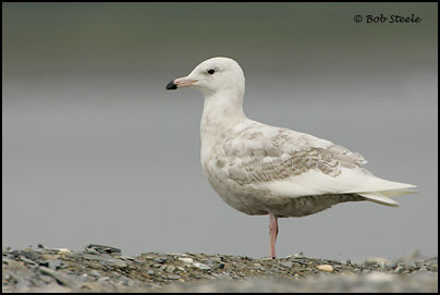 Glaucous Gull (Larus hyperboreus)