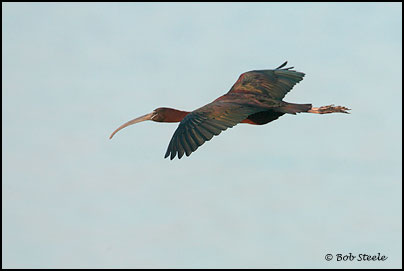 Glossy Ibis (Plegadis falcinellus)