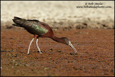 Glossy Ibis (Plegadis falcinellus)