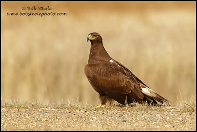 Golden Eagle (Aquila chrysaetos)