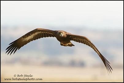 Golden Eagle (Aquila chrysaetos)