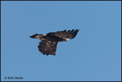 Golden Eagle (Aquila chrysaetos)