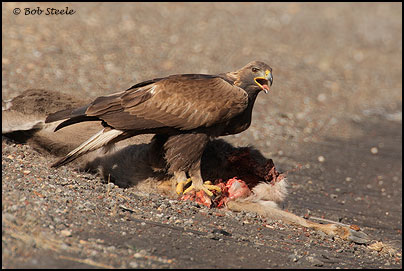 Golden Eagle (Aquila chrysaetos)