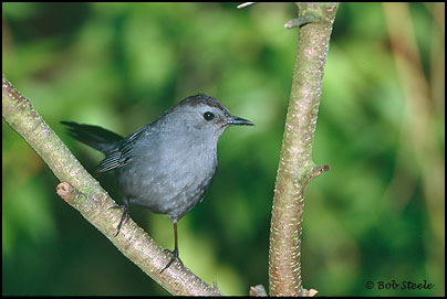 Gray Catbird (Dumetella carolinensis)