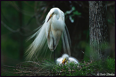 Great Egret (Ardea alba)