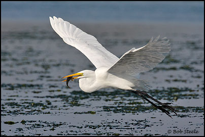 Great Egret (Ardea alba)