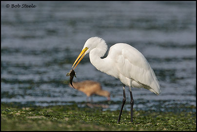 Great Egret (Ardea alba)