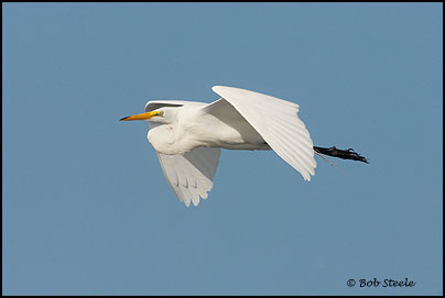 Great Egret (Ardea alba)