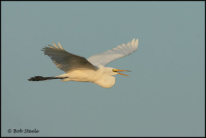Great Egret (Ardea alba)