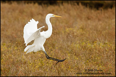 Great Egret (Ardea alba)